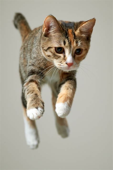 Leaping By Akimasa Harada ° Airborne Cats Pinterest