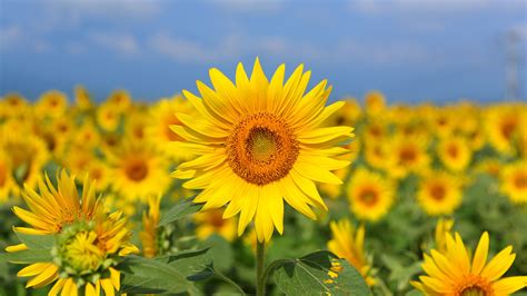 Download Wallpaper 3840x2160 Sunflower Flower Yellow Field Bloom