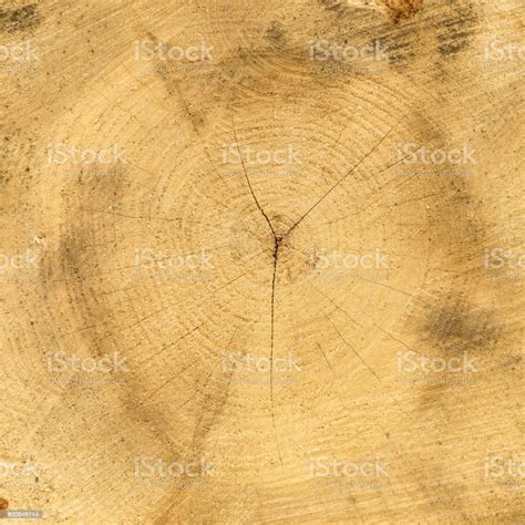 Slice Of Wood Timber Natural Background Stock Photo Download Image