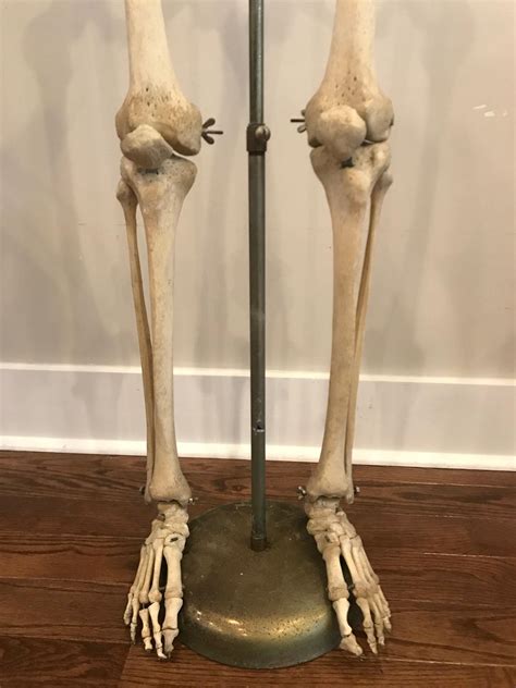 Real Human Skeleton Of Articulating Lower Extremities Leg And Foot