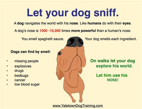 Smell Is The Most Important Sense For Dogs So Use This To Your