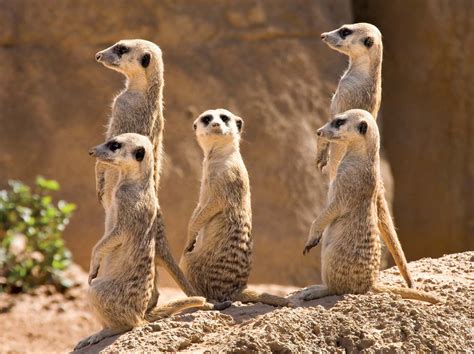 Meerkat Animal
