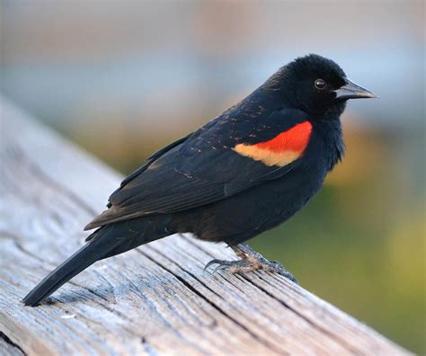 Red Winged Blackbird Indiana Audubon