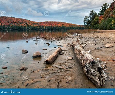 Lake Shore Log With Dramatic Autumn Trees Stock Image Image Of Leaf