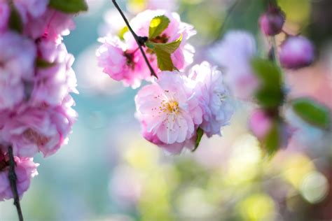 5370239 4104x2736 Pink Purple Spring Blur Flower Bloom Flower