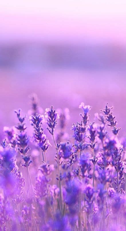 Flowers aesthetic lilac 60 ideas purple flower bouquet flower aesthetic lavender aesthetic. Best Flowers Meanings Lavender 23+ Ideas | Purple flowers ...