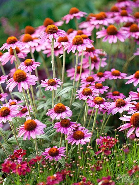 Without further ado, let's get to the list! Power Perennials: Plants That Thrive No Matter What | Sun ...