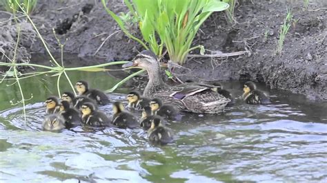 Ducklings Follow Their Mother Youtube