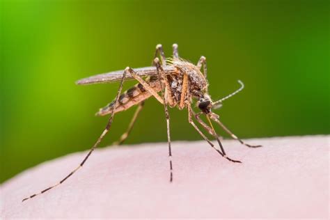Why Mosquitoes Bite Some Of Us But Not Others How To Repel Them And