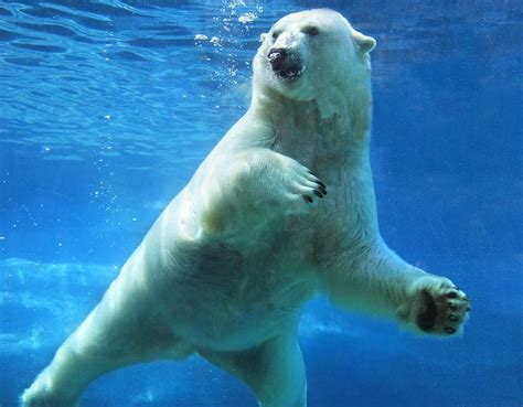 Discover How Fast Polar Bears Can Swim Top Speeds And Interesting