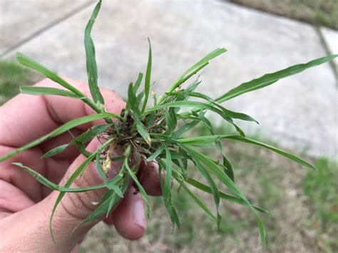 Help Identifying A Weed Or Grass In South Texas