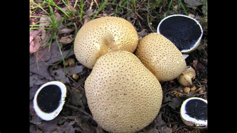 Mushrooms Of The North Eastern United States Youtube