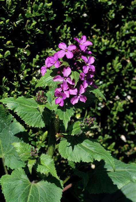 Лунник однолетний (lunaria annua) цветущие растения на обочине автодороги. Honesty Flowers (lunaria Annua) Photograph by Tony Wood ...