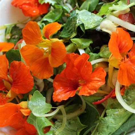 List Of Edible Flowers 50 Flowers You Can Eat