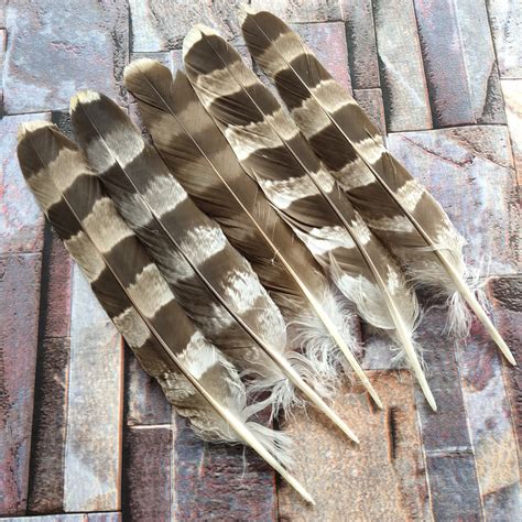 Rare And Precious 10 Pcs 10 12 Inches25 30 Cm Natural Eagles Feathers