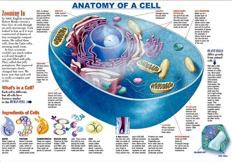 Infographic Anatomy Of A Cell