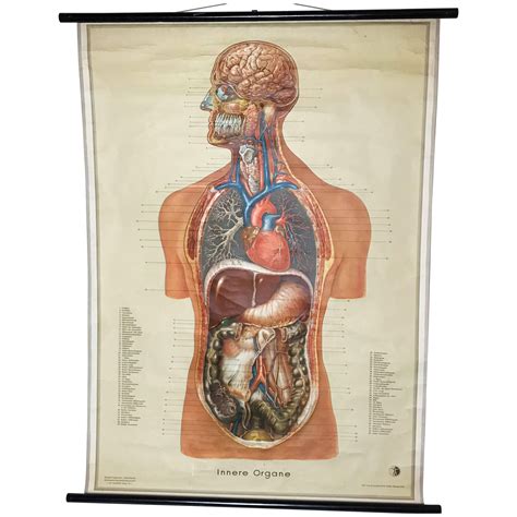 Cisterns Anatomy Anatomical Charts Posters Sexiz Pix