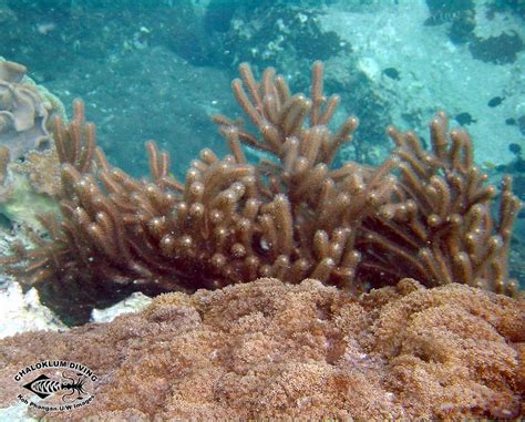 No comments posted yet about : Alcyoniidae; not so colourful Soft Corals - Chaloklum ...