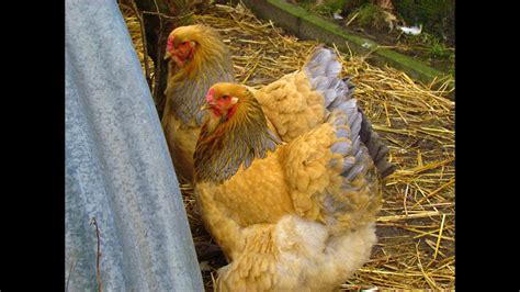 Brahma Chicken Blue Buff And Black Buff Columbians Belgium Youtube