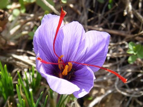 How To Plant And Grow Crocus Sativus Saffron Dear Plants