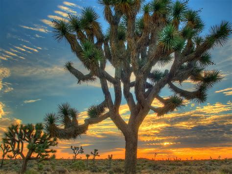 Joshua Tree National Park Top Wow Spots Sunset Magazine