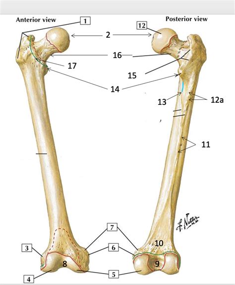 Skeletal Anatomy Lab Parts Of The Femur Diagram Quizlet