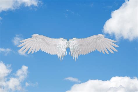 Wings In The Sky Free Stock Photo Public Domain Pictures