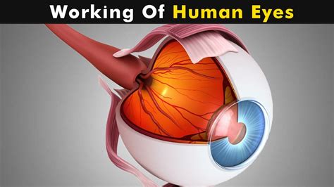 How Does Human Eye Works Human Eye Structure And Function D