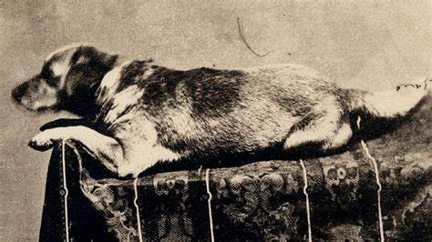 The Tragic True Story Of The Death Of Abraham Lincolns Dog