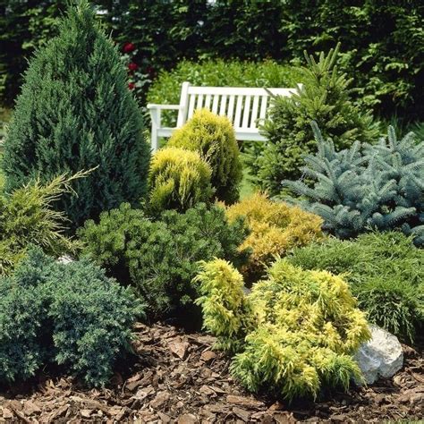 Buy Evergreen Hardy Dwarf Conifer Collection 6x Different Varieties