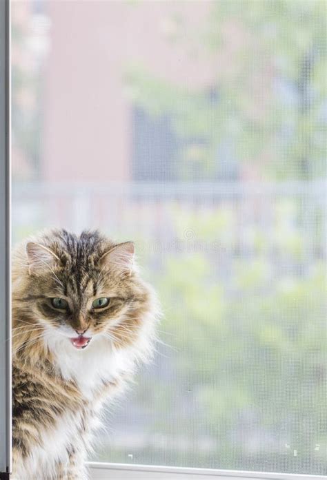 Meowing Mackerel Tabby Cat Sitting And Looking Up Stock Image Image