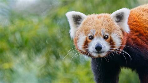Surveillance Tracing Red Pandas In Himalayan Nepal The Institute For