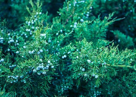 The 20 Best Deer Resistant Shrubs To Plant Because Bambi Is Getting On