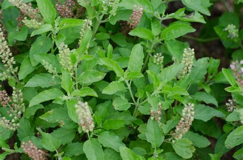 Holy Basil Essential Oil Uses And Benefits Tulsi