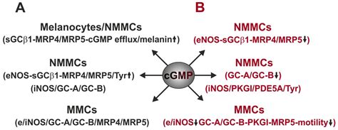 Ijms Free Full Text Guanylyl Cyclase Cgmp Signaling Pathway In Melanocytes Differential