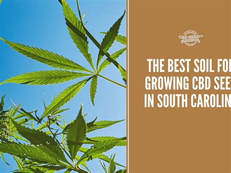 Growing High Cbd Seeds In South Carolina Cbd Seed Co