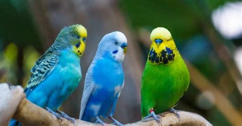 Budgerigar Animal Facts Melopsittacus Undulatus A Z Animals