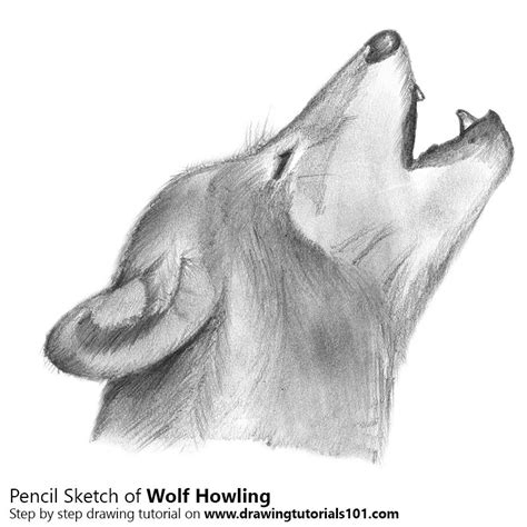 Simple Wolf Howling Drawing At PaintingValley Explore Collection