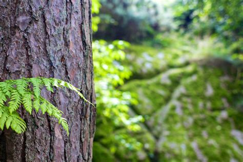 Forest Tree Tree Trunk Bark Biopietra