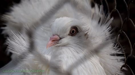 Fancy Pigeons For Sale At Galiff Street Kolkata Largest Pet Market