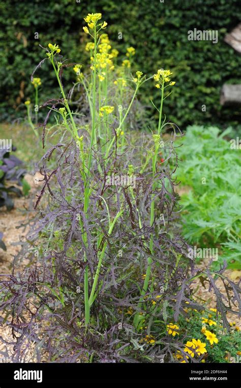 La Mostaza Negra Brassica Nigra Es Una Planta Anual Cultivada Por Sus