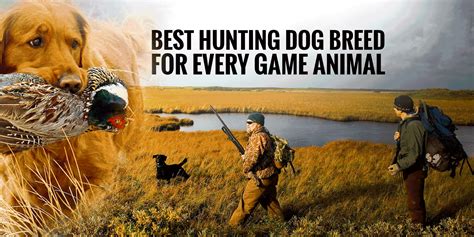 List Of The Best Hunting Dog Breeds For Each Game Animal