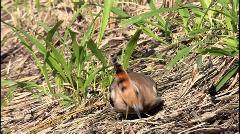 A Female Hoopoe In Long Valley Sheung Shui Hong Kongmov Youtube