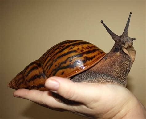 Giant African Land Snail Adult Snails Can Be The Size Of A Small