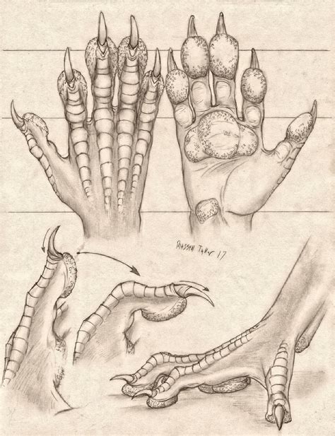 Pawed Dragon Hand Anatomy Study By Russelltuller On Deviantart