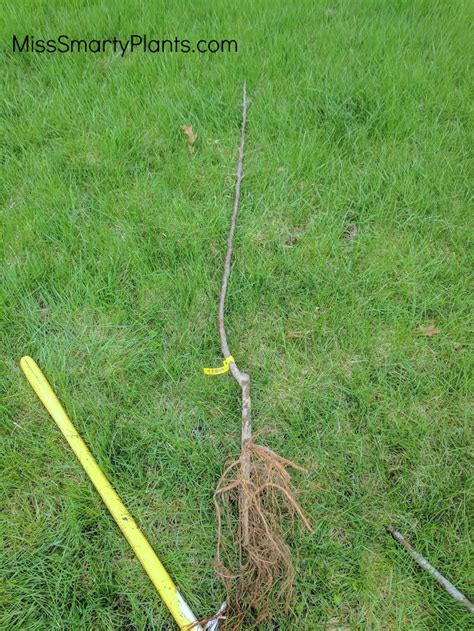 Planting Bare Root Apple Trees Miss Smarty Plants
