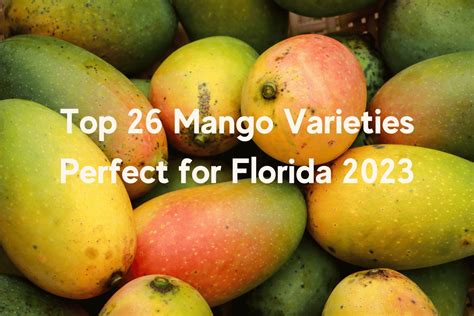 Top 26 Mango Varieties Perfect For Florida 2023