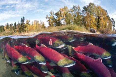 Salmon Slime Helps Scientists Count Migrating Fish Scientific American