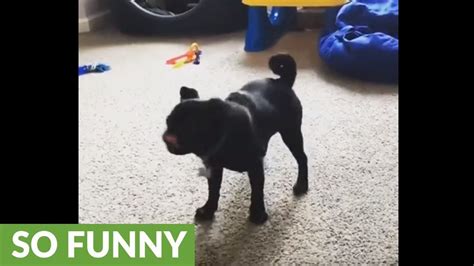 Pug Obsessed With Chasing His Tail Youtube