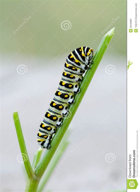 Black Swallowtail Caterpillar Stock Image Image Of Summer Crawl